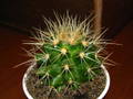 Echinocactus grusonii
