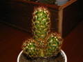 Mammilaria elongata