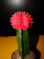 Gymnocalycium mihanovichii friedrichii - jagoda kaktus